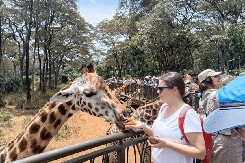 A giraffe, a person feeding it, and a crowd of people in a fenced area with trees in the background. 2