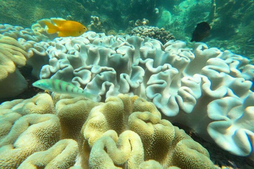 Starfish Encounter, Blue Lagoon Snorkeling & Tropical Fruit Lunch 2