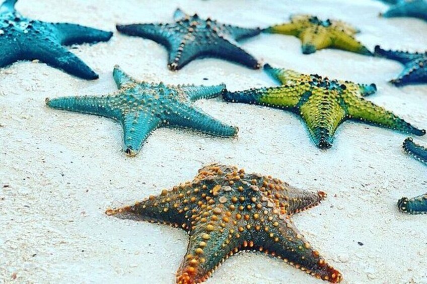 Starfish Encounter, Blue Lagoon Snorkeling & Tropical Fruit Lunch 1