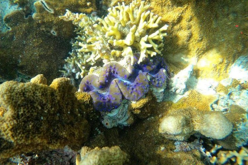 Starfish Encounter, Blue Lagoon Snorkeling & Tropical Fruit Lunch 4