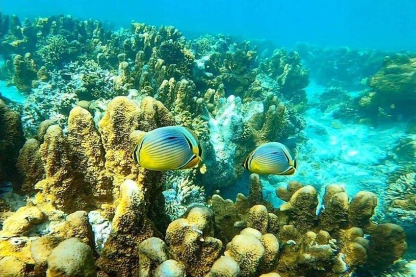 Starfish Encounter, Blue Lagoon Snorkeling & Tropical Fruit Lunch 3