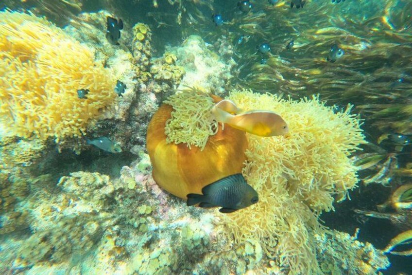 Starfish Encounter, Blue Lagoon Snorkeling & Tropical Fruit Lunch 5