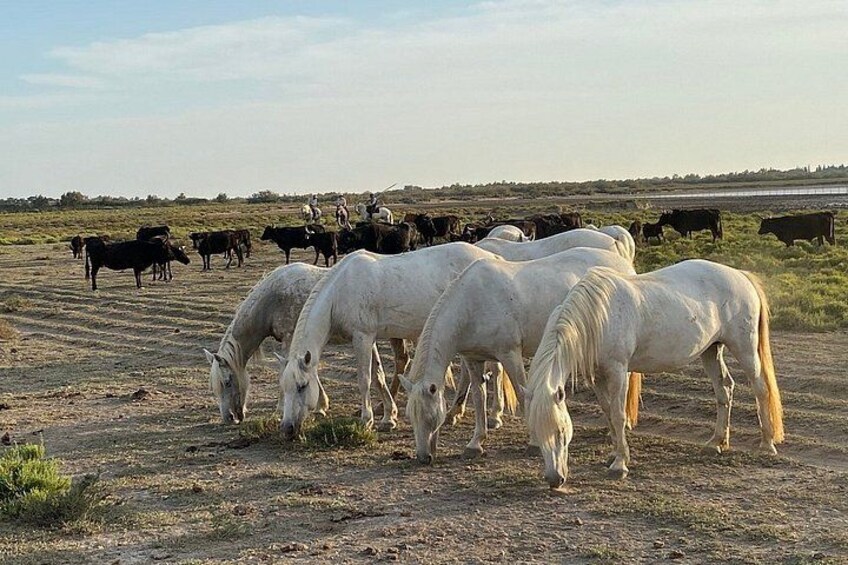Saintes Marie de la Mer, Camargue and Arles, private day 5