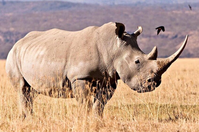 10 Day Johannesburg to Cape Town via Garden Route and Drakensberg 3