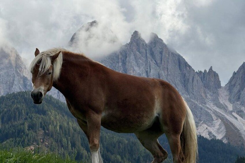 From Bolzano to the Eastern Dolomites Exclusive Private Day Tour 2