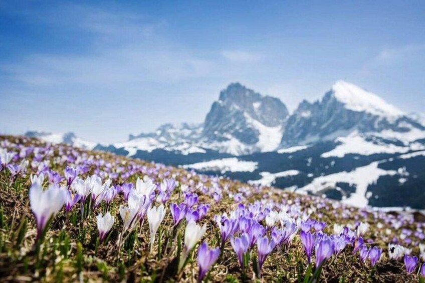 A field of purple and white flowers with snow-capped mountains in the background. 3