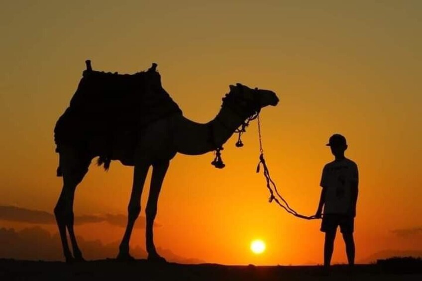 Camel riding on the beach or in the desert of Hurghada 2