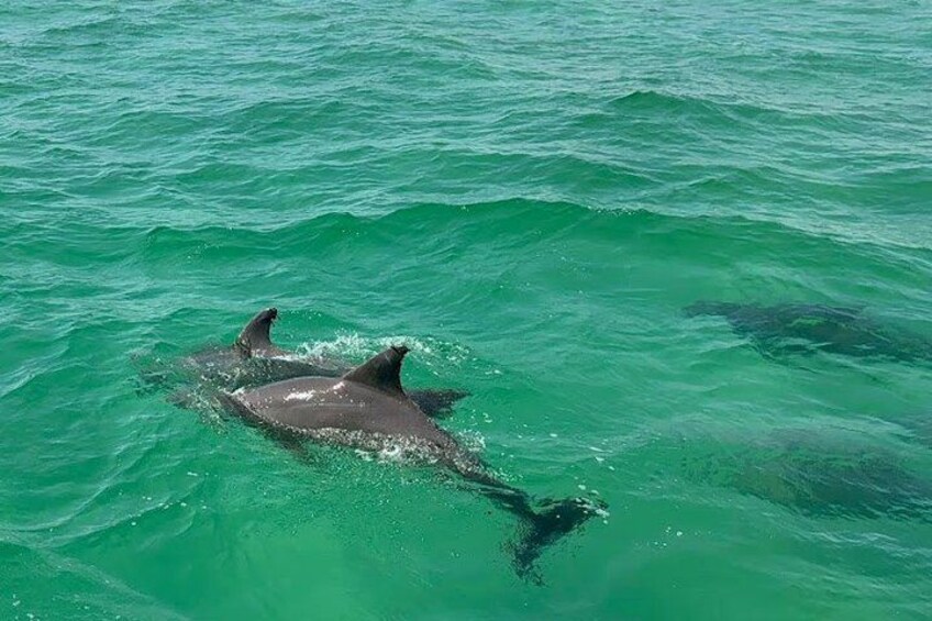 SeaQuest Daytime Dolphin Cruise in Destin 4