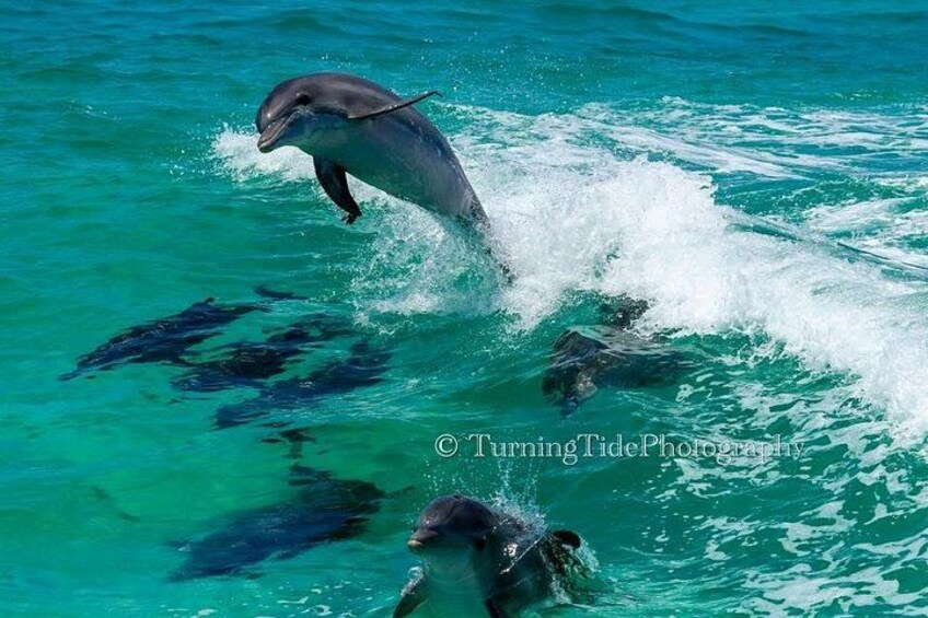 SeaQuest Daytime Dolphin Cruise in Destin 2