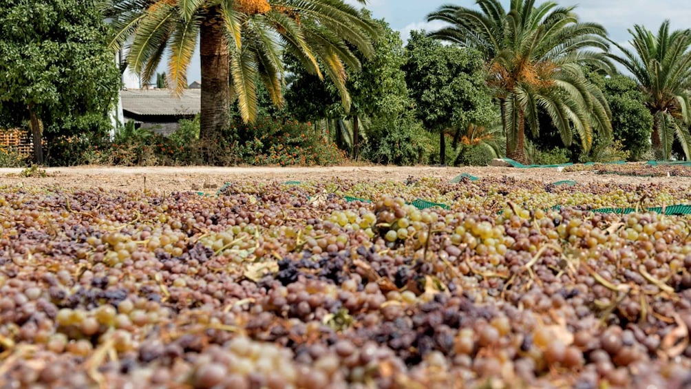 Viñedo con hileras de vid y una palmera al fondo. 3