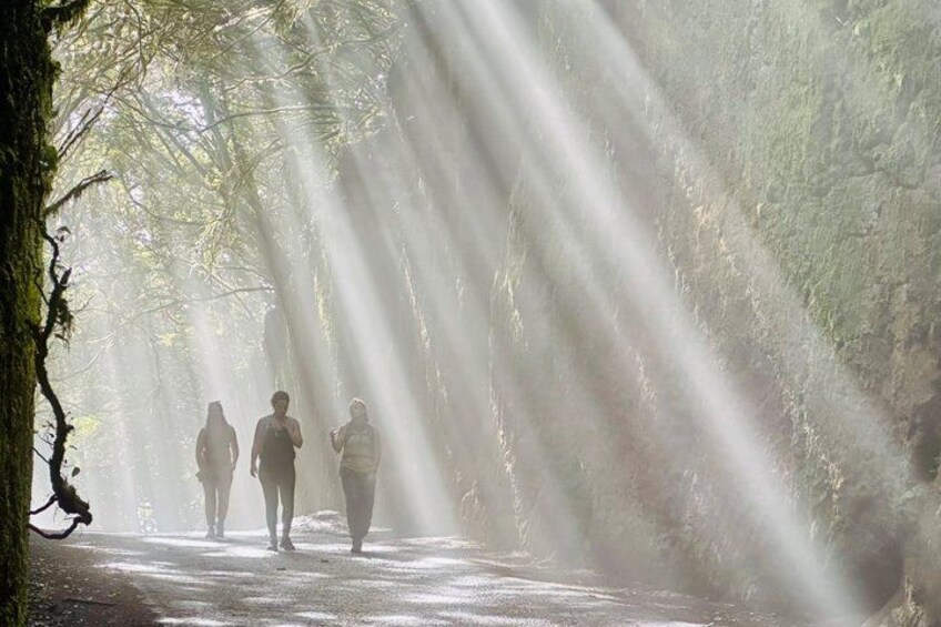 A forest path with sunlight filtering through the trees. 5