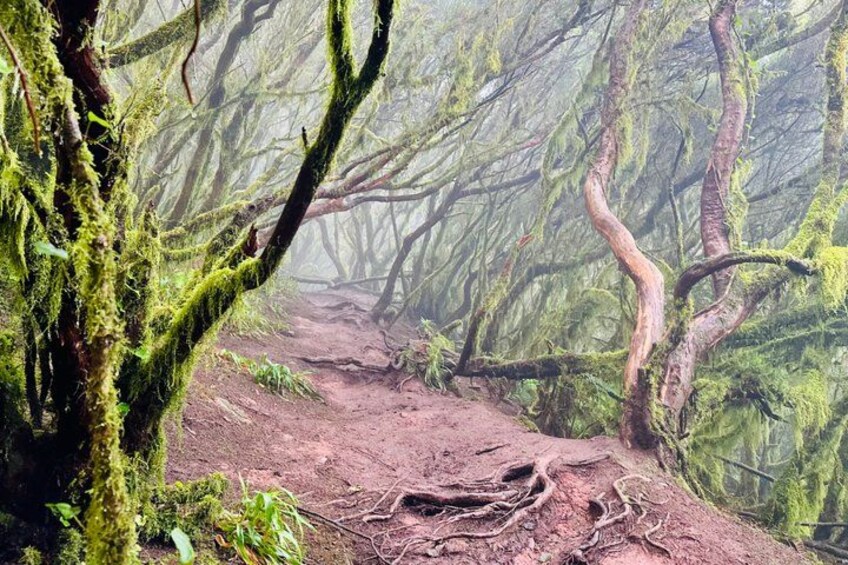 A forest trail with moss-covered trees and a dirt path. 4