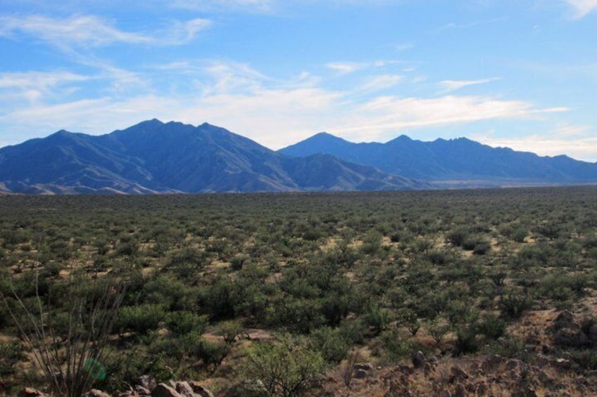 Phoenix to Madera Canyon Hummingbird and Birdwatching Tour 2