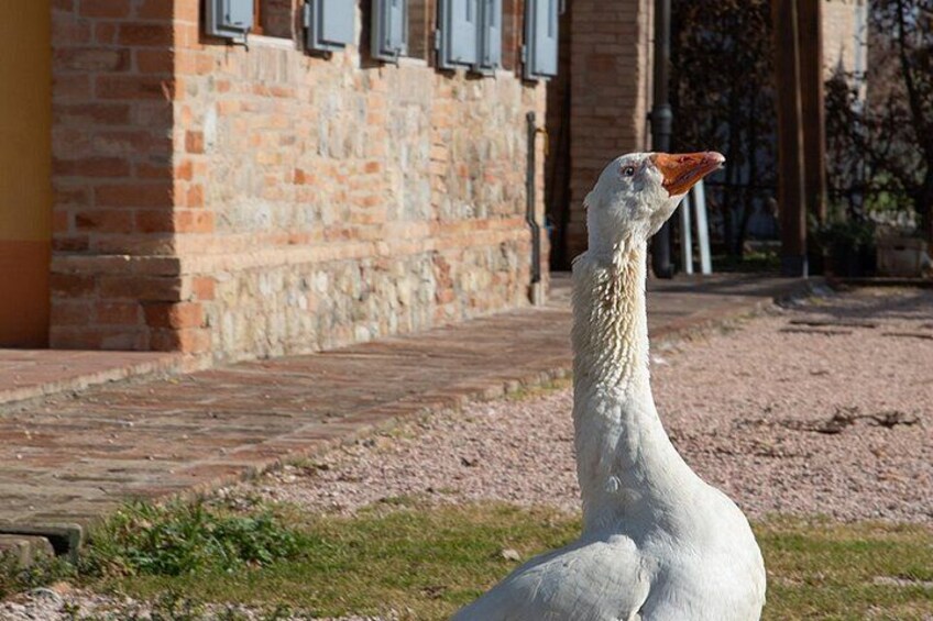 A white bird with a red beak standing on a paved path in front of a brick building. 4