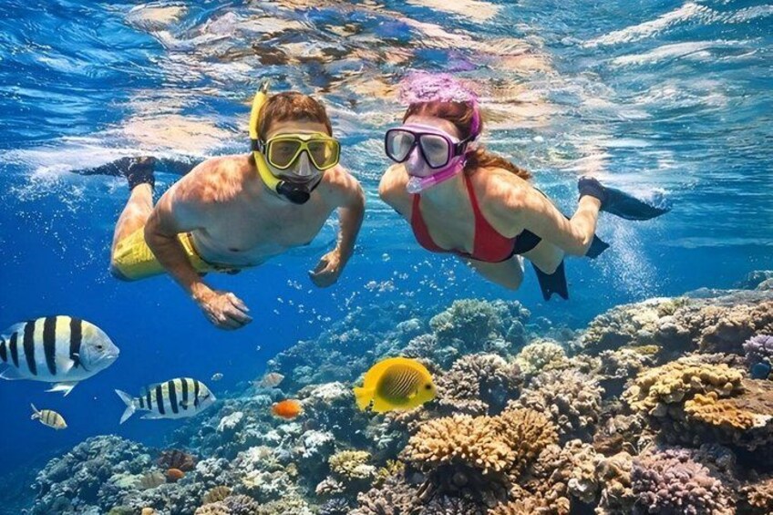 Swim with Dolphins at Dolphin House, Snorkeling & Lunch, Hurghada 3