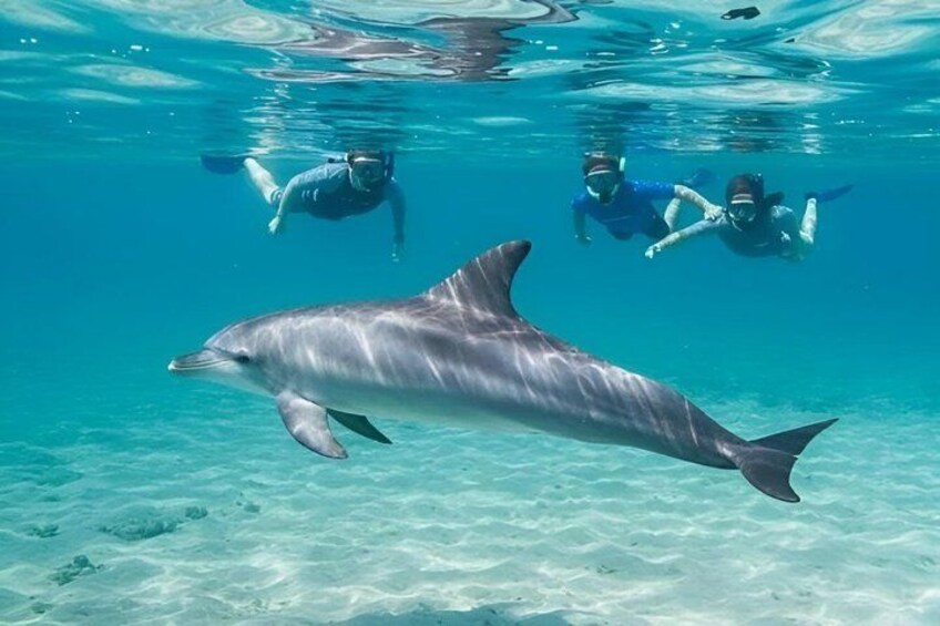Swim with Dolphins at Dolphin House, Snorkeling & Lunch, Hurghada 1