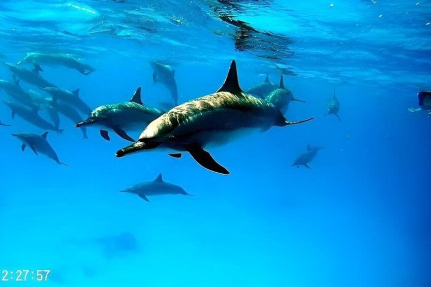 Swim with Dolphins at Dolphin House, Snorkeling & Lunch, Hurghada 2