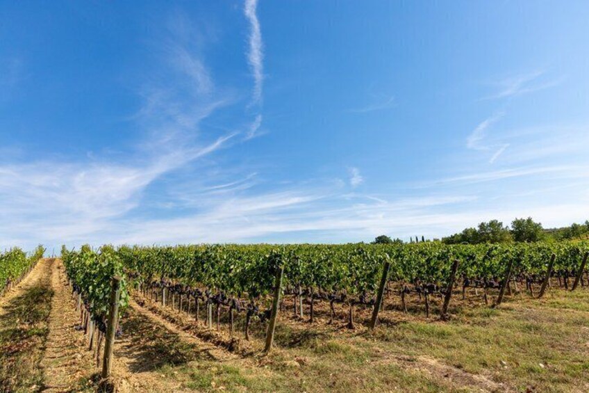 Een wijngaard met rijen druivenranken onder een helderblauwe lucht. 5