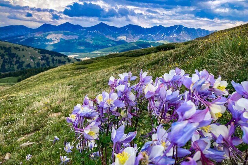 Un campo de flores púrpuras y blancas con un paisaje montañoso al fondo. 3