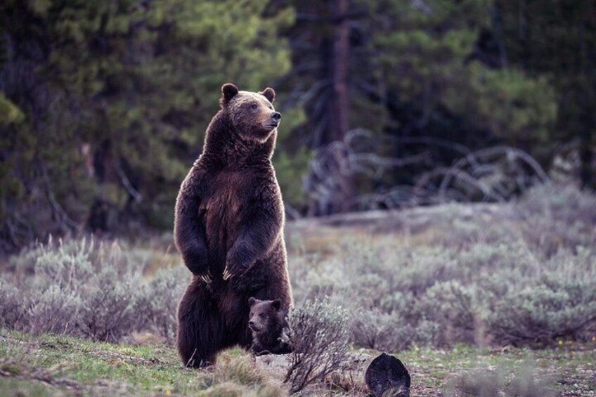 A bear standing on its hind legs in a natural setting with trees and grass. 4