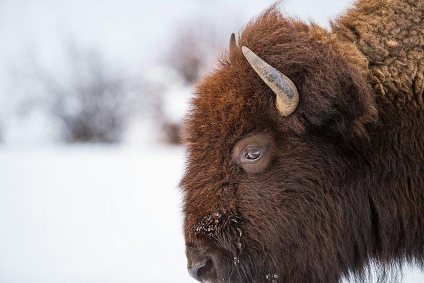 A bison with a prominent horn, standing in a snowy landscape. 3