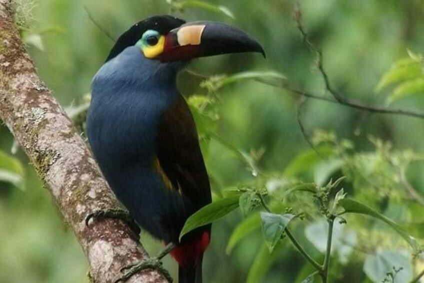 A bird with a blue body and a large beak perched on a tree branch. 2