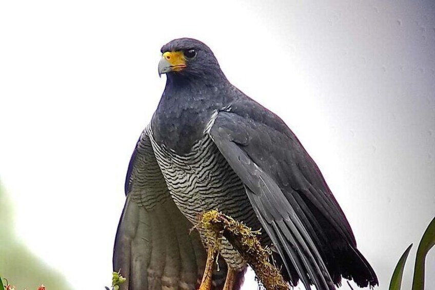 Guided Birding Photography Experience