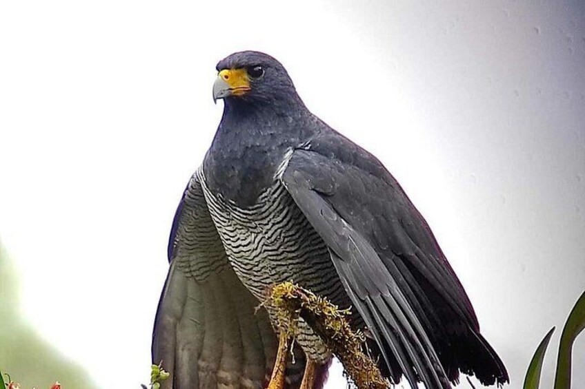 Guided Birding Photography Experience 3