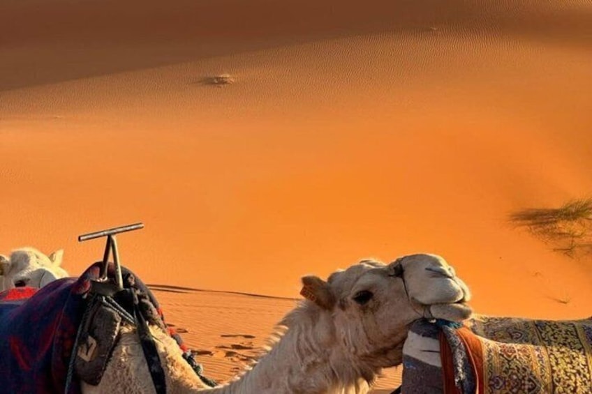 Marrakech to Agafay Small Group Tour 2