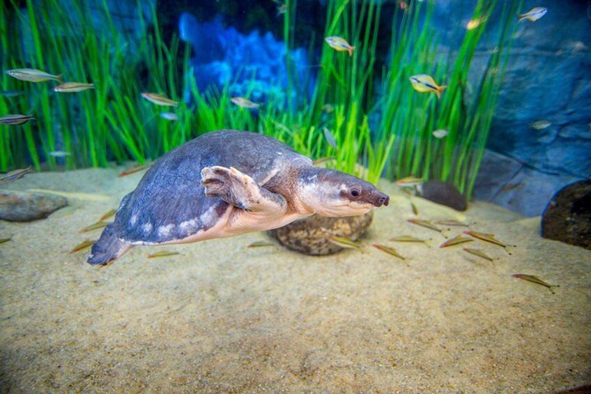 A turtle swimming in an aquarium with green plants and small fish in the background. 2