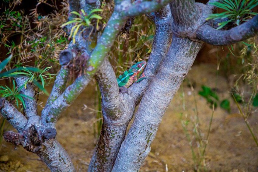 A tree with a lizard on a branch. 2