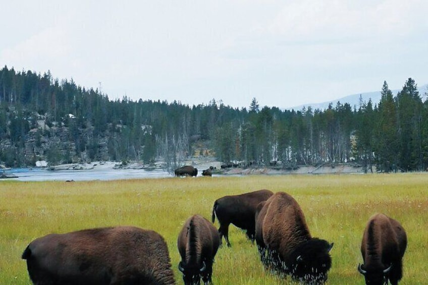 A herd of bison grazing in a grassy field with a forested mountain range in the background. 2