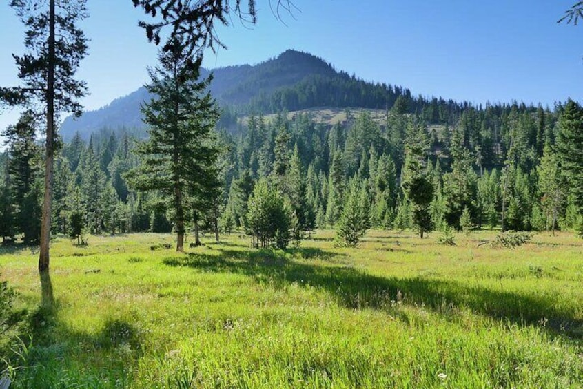 A grassy field with scattered trees and a mountain in the background. 1