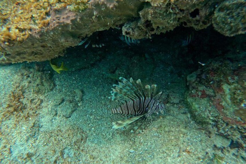 Vieques: Sea Turtle Snorkeling Small-Group, Photos & Snacks 4