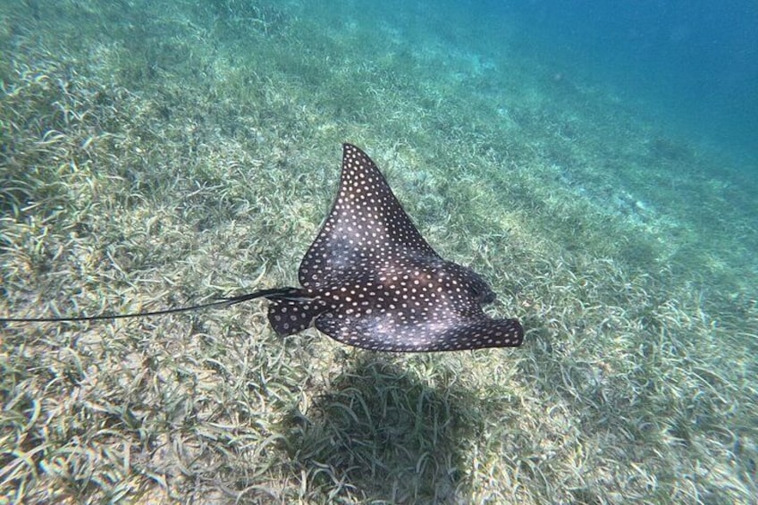 Vieques: Sea Turtle Snorkeling Small-Group, Photos & Snacks 5