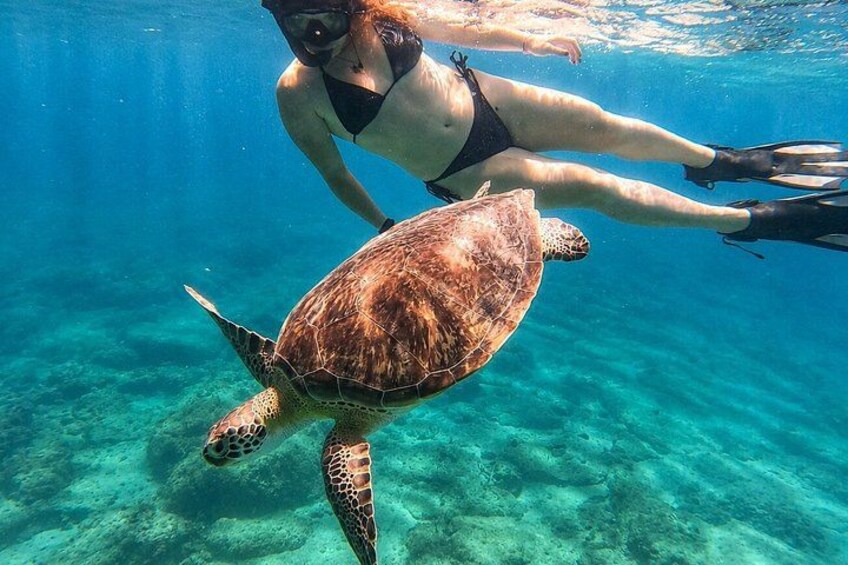 Vieques: Sea Turtle Snorkeling Small-Group, Photos & Snacks 1