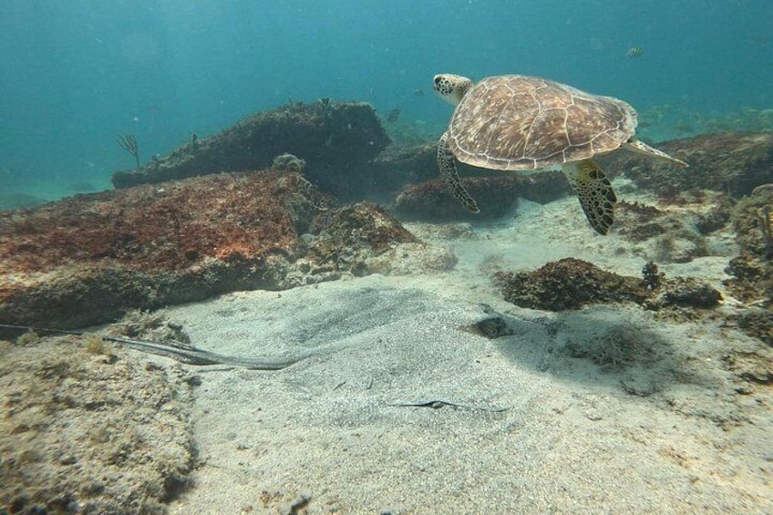 Vieques: Sea Turtle Snorkeling Small-Group, Photos & Snacks 2
