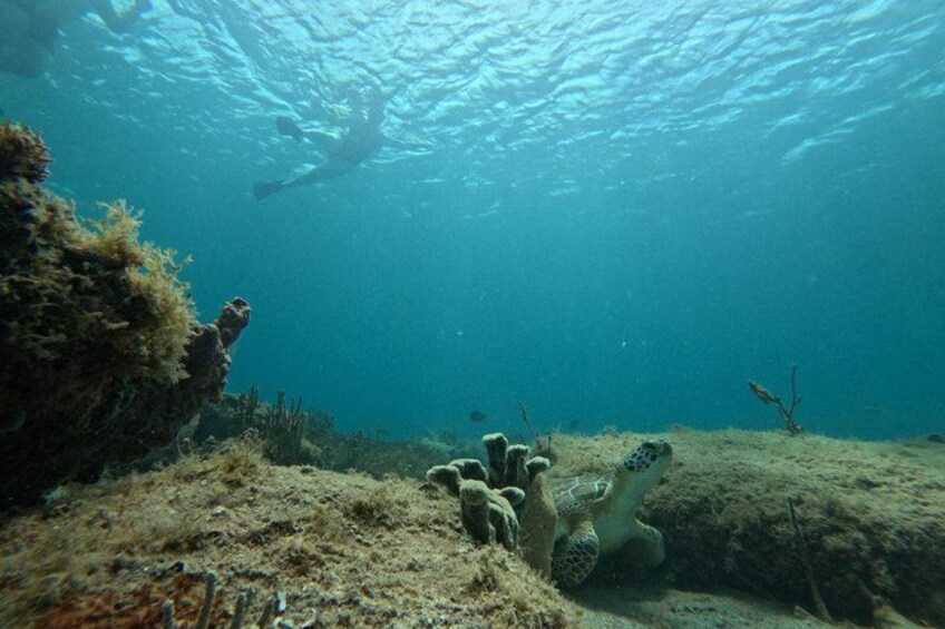 An underwater scene with coral formations, a diver, and a sandy ocean floor. 5