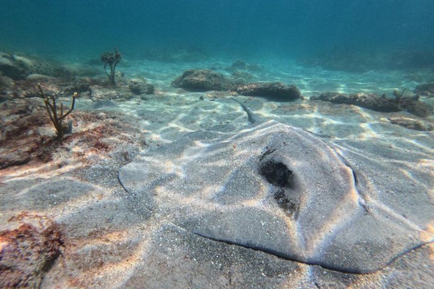 An underwater scene with a stingray on the sandy ocean floor, surrounded by rocks and sparse aquatic vegetation. 5