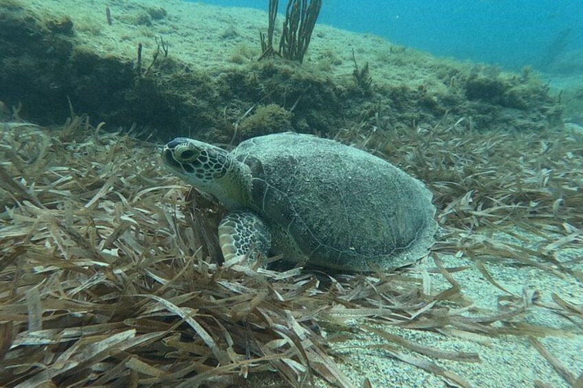 A sea turtle on a bed of seaweed. 5