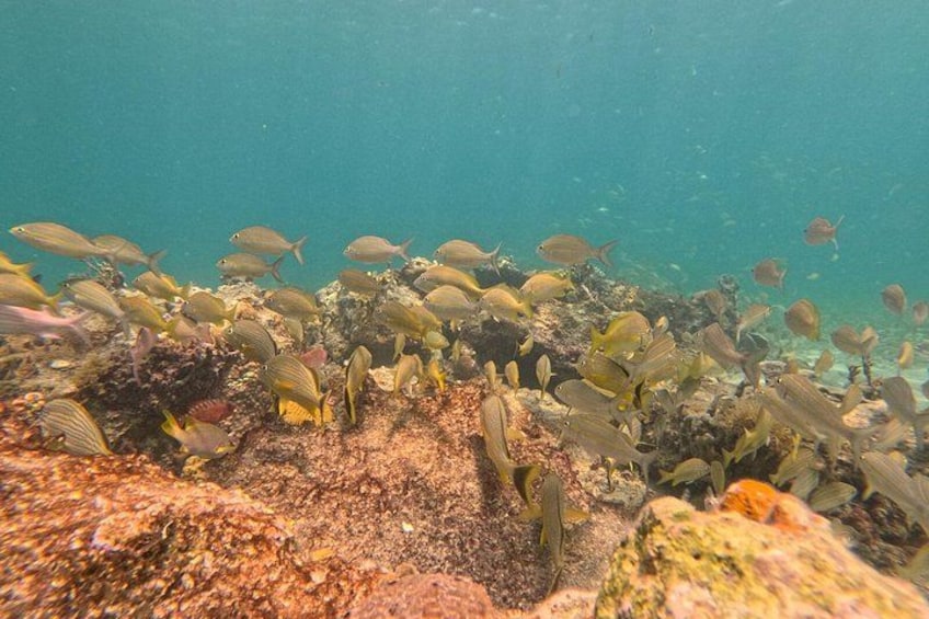 A school of fish swimming near a coral reef. 2