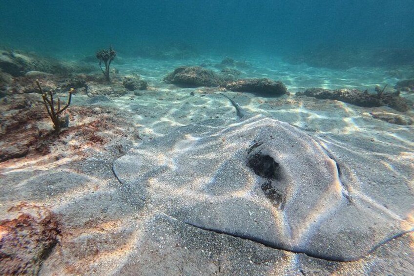 An underwater scene with a sandy seabed, marine plants, and a large rock formation. 3