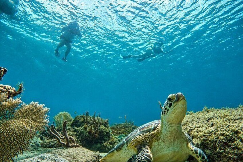 Vieques Puerto Rico Turtle & Reef Snorkeling Tour + Snacks & Photos 1