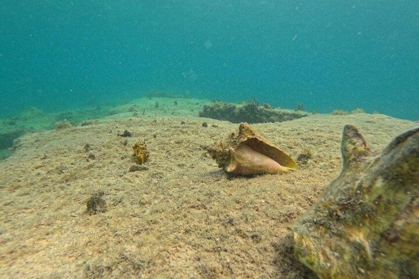 Vieques: Sea Turtle Snorkeling Small-Group, Photos & Snacks 4