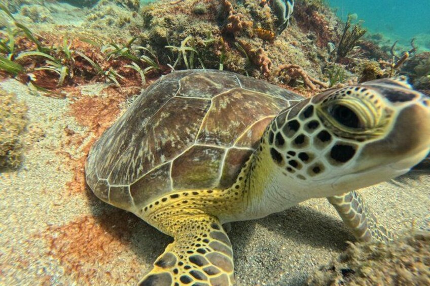 A sea turtle on a coral reef. 2