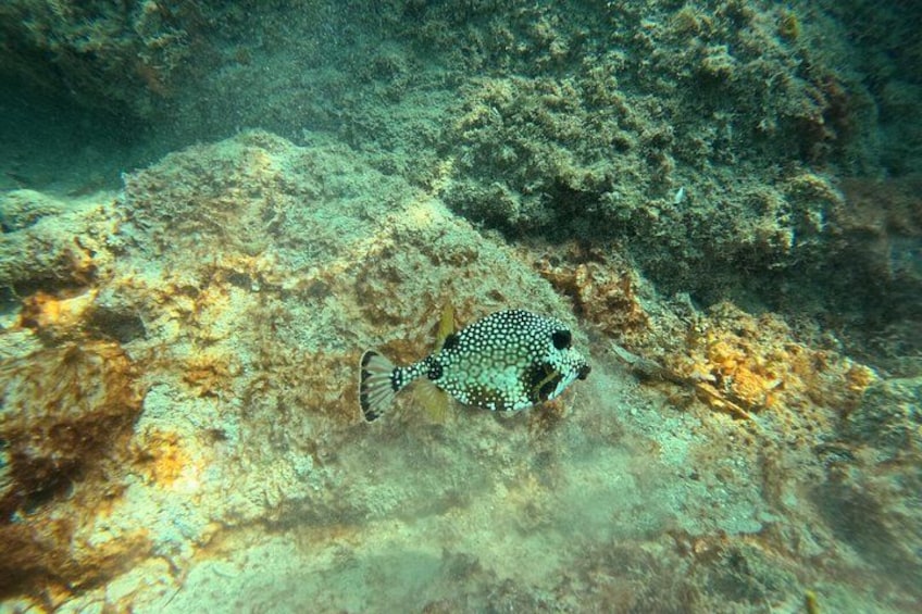 Vieques: Sea Turtle Snorkeling Small-Group, Photos & Snacks 5