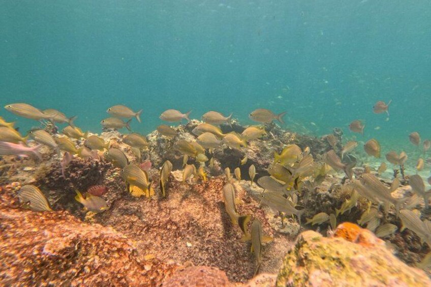A school of fish swimming near a coral reef. 4