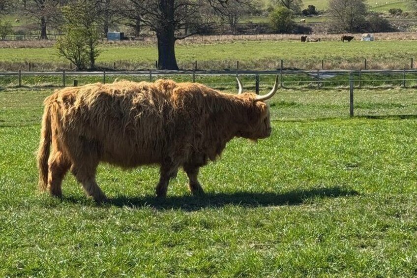 Southern Sights Experience Highland Day Tour from Invergordon 5