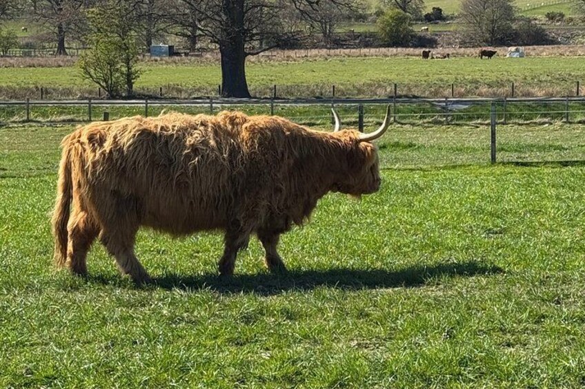 Southern Sights Experience Highland Day Tour from Invergordon 3