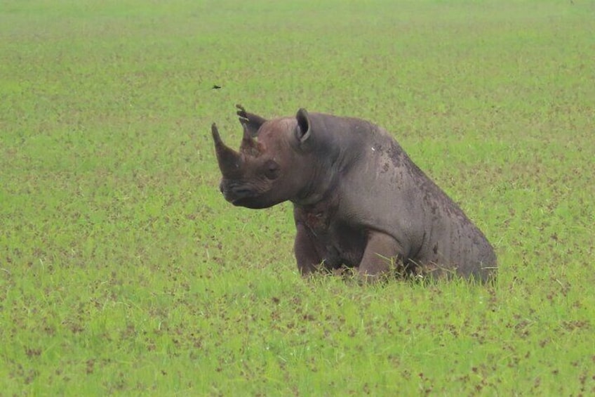 A rhinoceros lying in a grassy field. 1